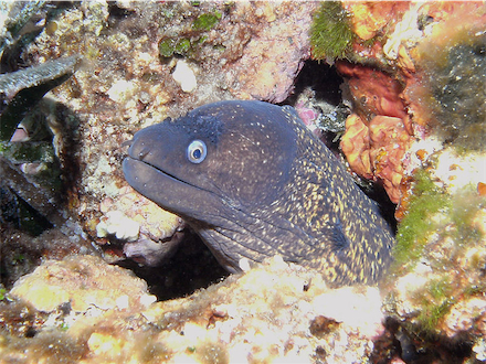 moray-eel-small001.jpg