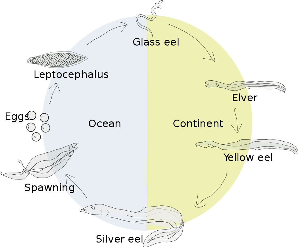 European Eel Life Cycle