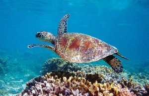 Turtle reef