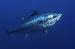 bluefin-tuna-thunnus-thynnus002