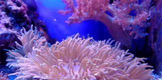 Coral Reef Facts