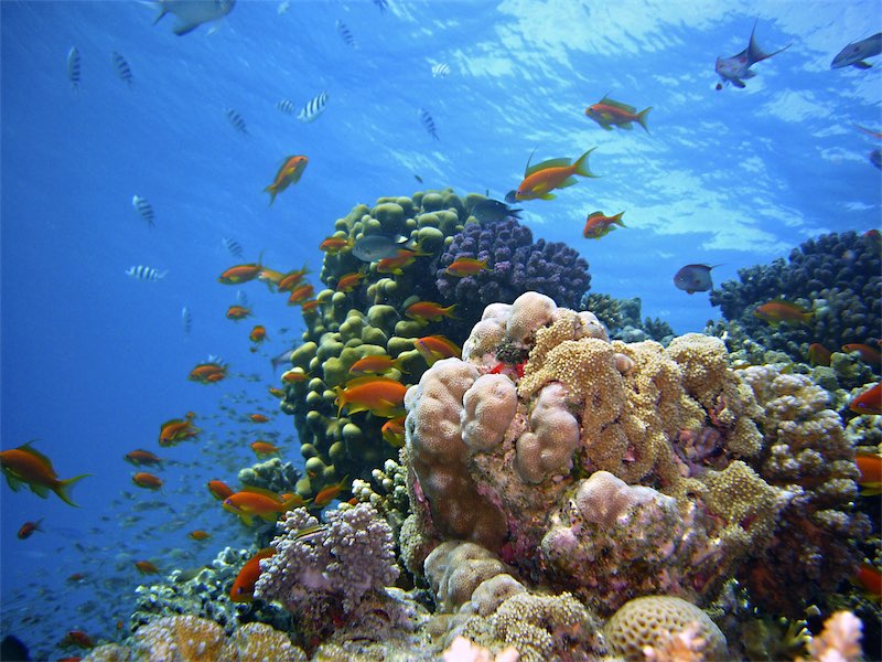 Coral Reef Facts