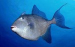 grey-triggerfish-featured-image