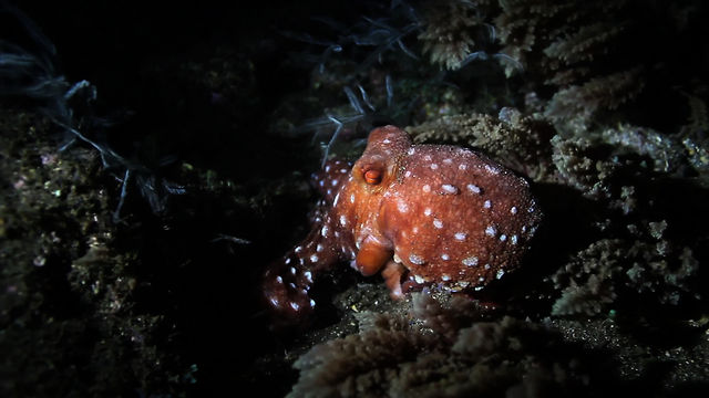 Common Octopus - Octopus Vulgaris