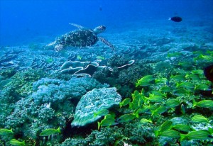 Healthy Coral Reef