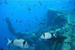 zenovia-wreck-dive-site-scuba-dive-weheartdiving-gallery-0002-800px