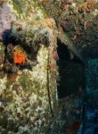 zenovia-wreck-dive-site-scuba-dive-weheartdiving-gallery-0026-800px
