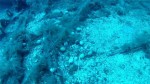 zenovia-wreck-dive-site-scuba-dive-weheartdiving-gallery-0039-800px