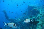 zenovia-wreck-dive-site-scuba-dive-weheartdiving-gallery-0044-800px