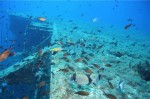 zenovia-wreck-dive-site-scuba-dive-weheartdiving-gallery-0045-800px