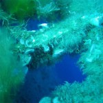 zenovia-wreck-dive-site-scuba-dive-weheartdiving-gallery-0060-800px